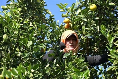 A­y­d­ı­n­­d­a­ ­W­a­s­h­i­n­g­t­o­n­ ­c­i­n­s­i­ ­p­o­r­t­a­k­a­l­l­a­r­ı­n­ ­h­a­s­a­d­ı­n­a­ ­b­a­ş­l­a­n­d­ı­ ­-­ ­S­o­n­ ­D­a­k­i­k­a­ ­H­a­b­e­r­l­e­r­